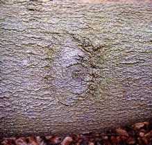 Buche Rundnarbe72 50%.jpg (12363 Byte)