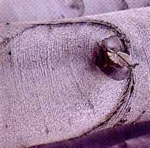 Buche Steiler Ast 72 50%.jpg (10289 Byte)